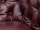 Ecksofa Chesterfield Echtleder I rot